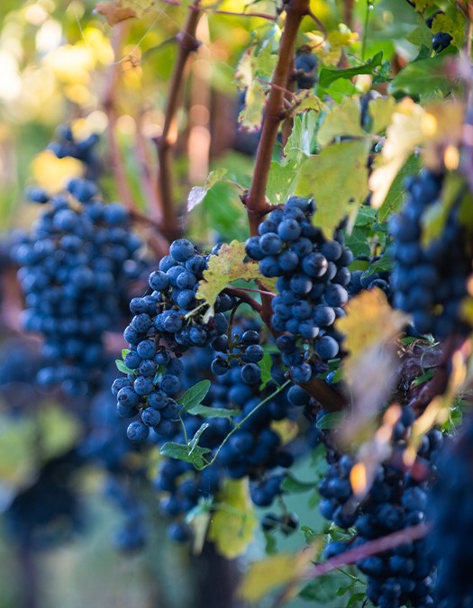 Club TSV Harvest Gathering