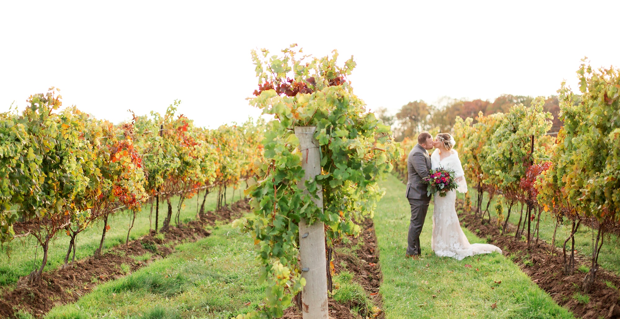 Bride and groom kissing in a vineyard row surrounded by lush grapevines on their wedding day