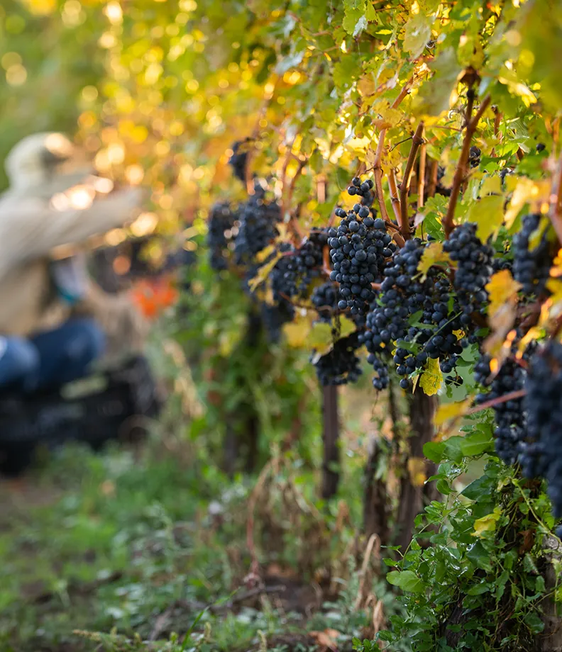 Vineyard workers tending to the vines at Two Sisters Vineyards.
