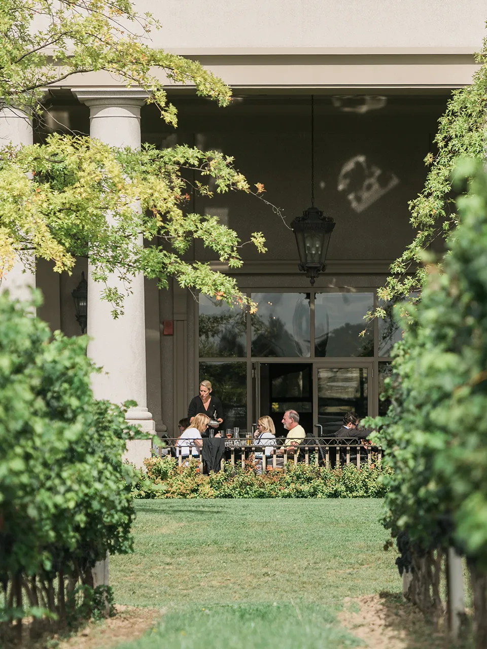 Row of grapevines with ripe dark grapes growing under bright sunlight, with a winery building blurred in the background